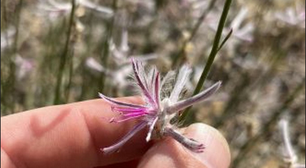 Espécie de planta considerada extinta há quase 60 anos é redescoberta por cientista amador