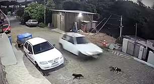 Áudios e vídeo levam homem a prisão e confirmam atropelamento intencional de 2 cães no RS