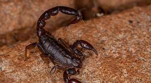 Pelo bem da sua casa, livre-se destas 3 plantas: elas funcionam como um ímã para escorpiões