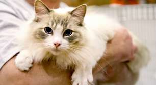 Lambidas de gatos indicam vínculo com humanos? Entenda o comportamento