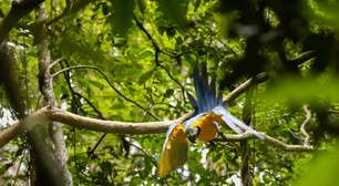 Araras-canindés voltam a sobrevoar o Rio após mais de 200 anos de extinção local