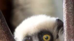 Nativos de Madagascar e populares no cinema, lêmures podem desaparecer