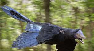 Pássaros são dinossauros (literalmente): novas descobertas mostram que a evolução das aves foi muito mais estranha do que você imagina