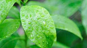 Você só precisa de 1 folha dessa planta para controlar inflamações, diabetes, infecção urinária, pressão alta, colesterol e gastrite