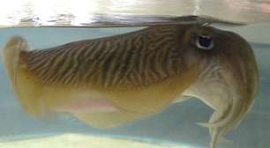 É verdade que a cor sépia é retirada de um molusco?