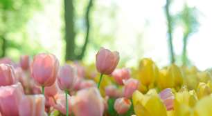 Cultive tulipas com sucesso: 8 dicas de especialista