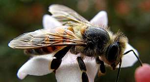 Lei inédita garante direitos às abelhas da Amazônia peruana