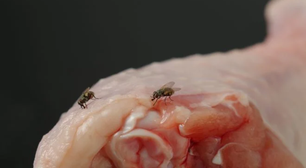 Diga adeus às moscas: esta folha aromática mantém sua cozinha livre de insetos