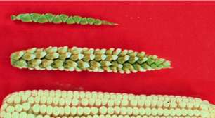 Você não teria coragem de comer: veja como eram as frutas e legumes "originais" antes da ciência mudá-los para sempre