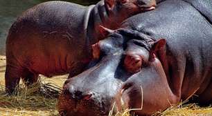 Conheça o Top 5 de mamíferos que simplesmente não sabem pular