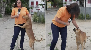 Fofura! Cachorro caramelo rouba a cena durante reportagem da Globo