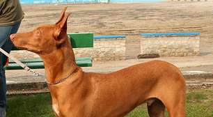 Gordinhos ou esbeltos? Veja raças de cães com maior (ou menor) tendência a ganhar peso