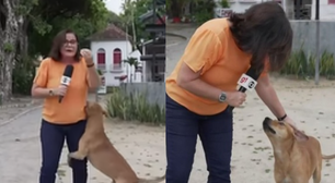 Cachorro caramelo rouba a cena em entrada ao vivo de jornalista na Globo