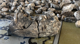 Uma mandíbula de 2,6 milhões de anos muda tudo o que pensávamos sobre hominídeos e reescreve história da humanidade nós não éramos os únicos resilientes