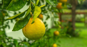 Esse é o truque para conseguir um novo limoeiro em menos de um mês
