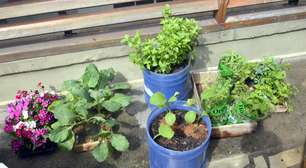 Tire agora suas maiores dúvidas sobre como montar uma horta