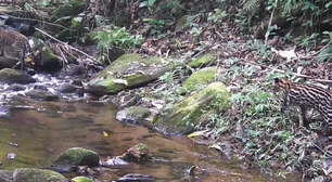 Parque da Serra da Concórdia registra as presenças de uma jaguatirica e do seu filhote