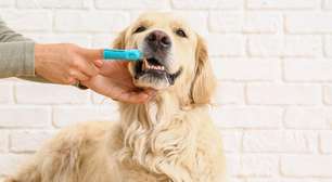 Cachorro com mau hálito: saiba como resolver