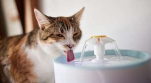Gato não bebe água? Veja como incentivar