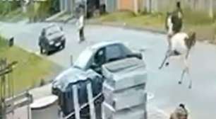 Jovem montado em égua atropela duas idosas em município da Baixada Fluminense; veja momento