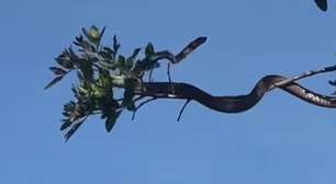 Mamãe beija-flor não se intimida diante de cobra e protege os filhotes no ninho