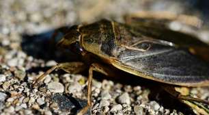 Barata gigante feroz devora sapos, patos e cobras
