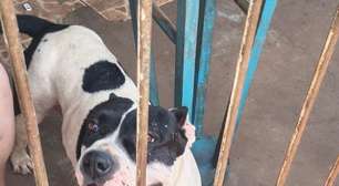 Pitbull é recolhido após denúncias de ataques a animais no RS