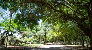 Projeto em debate pode obrigar construtoras a plantar mais árvores em Porto Alegre