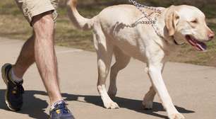 Entenda os cuidados necessários com as patas dos pets durante os passeios