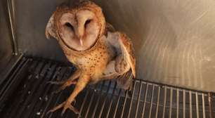 Ave silvestre é encaminhada para tratamento após resgate em área urbana no RS