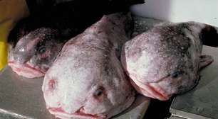 Blobfish: O Peixe-Bolha que desafia a gravidade e a beleza