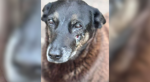 MP acompanha investigações de caso que levou à morte de cachorro em Florianópolis