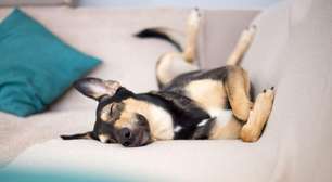 Você sabia que o BBB já teve até um cachorro?