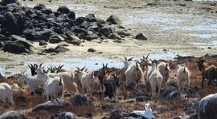 Simbólicas em várias culturas, cabras são fundamentais também na geração de renda