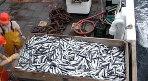 Arenques aos trilhões: o pequeno peixe que domina os oceanos