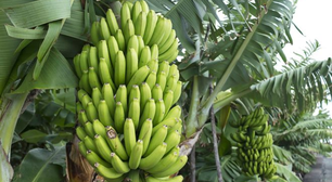 As 4 árvores frutíferas que produzem o ano todo para você cultivar no seu jardim