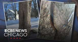 Por que a internet está pesquisando sobre árvores explodindo? Entenda a relação com o frio extremo de 2026 e o que a ciência explica