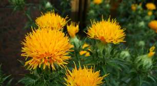 Cártamo: benefícios da planta natural que combate inflamações e melhora a saúde