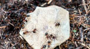 Formigas em casa? Com este truque simples, elas vão sumir