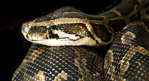 Essa espécie de serpente emite 'voz individual' diante de predadores