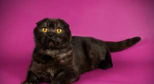 Gato preto: 7 raças que se destacam pela pelagem escura