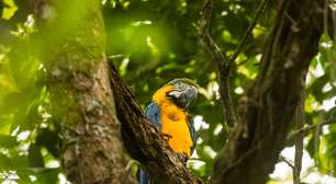 Após 200 anos de extinção, araras-canindés são reintroduzidas no RJ