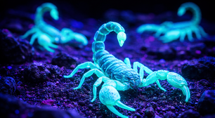 O neon na natureza: por que escorpiões, esquilos, ornitorrincos outros animais brilham sob a luz ultravioleta?