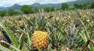 Terra de Areia colhe safra histórica de abacaxi no RS