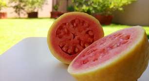 Goiaba junta valor nutricional, versatilidade e força econômica