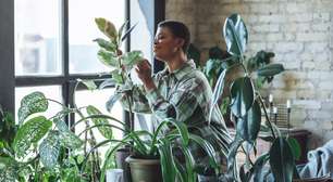 Este truque pode parecer bobo, mas pode salvar a vida das suas plantas mais delicadas