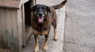 Cão Orelha: quatro adolescentes são investigados por maus-tratos e morte de cachorro comunitário em SC