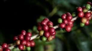 Venda Antecipada da Safra de Café 2026/27 Atinge 8% e Fica Abaixo da Média Histórica