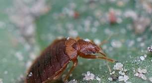 Sem predadores naturais, percevejo marrom asiático ameaça mais de 170 plantas no Brasil