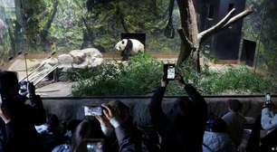 China usa pandas para tentar influenciar eleições no Japão